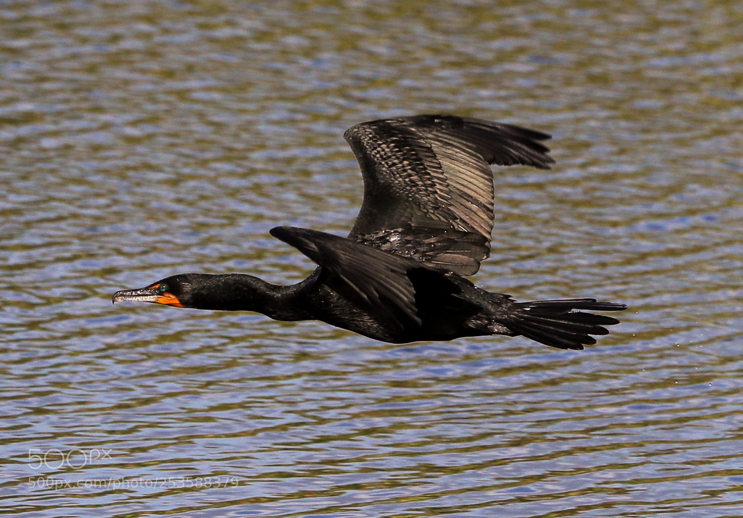 Canon EOS-1D X Mark II sample photo. 04-14-18-0012413.jpg photography