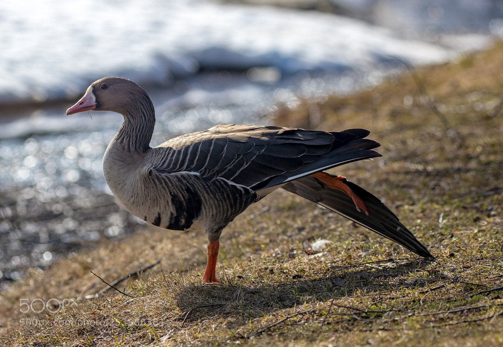 Canon EOS 80D sample photo. Greater white-fronted goose photography
