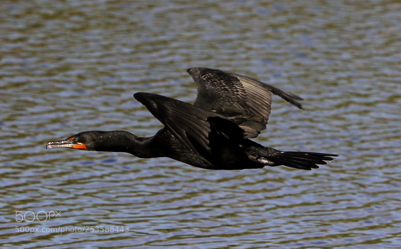 Canon EOS-1D X Mark II sample photo. 04-14-18-0012412.jpg photography