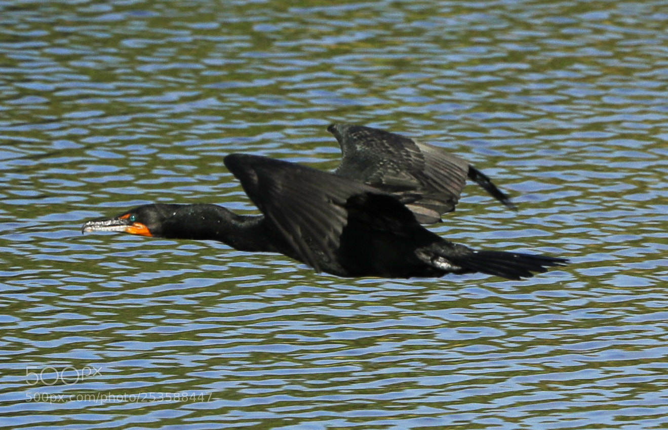 Canon EOS-1D X Mark II sample photo. 04-14-18-0012411.jpg photography