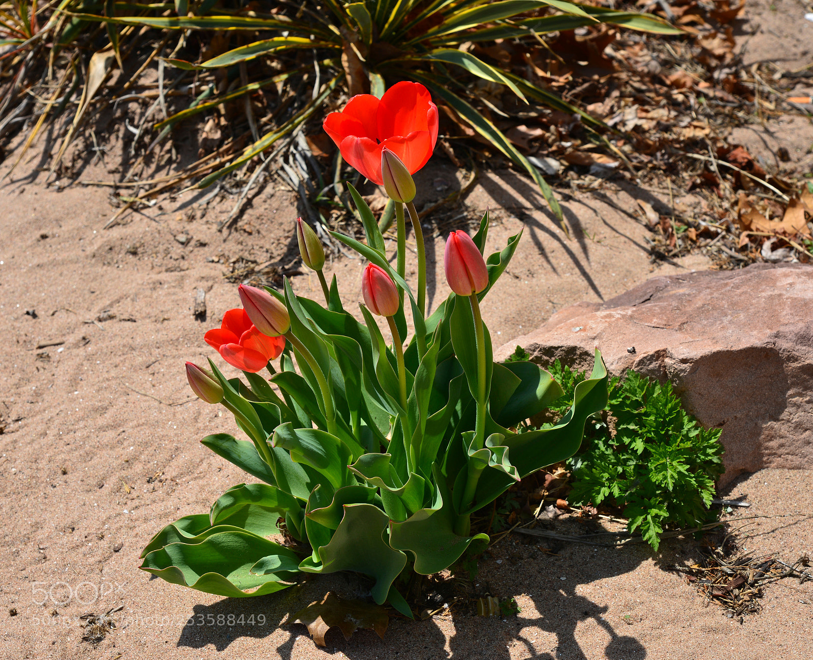 Nikon D600 sample photo. Tulips on the beach photography