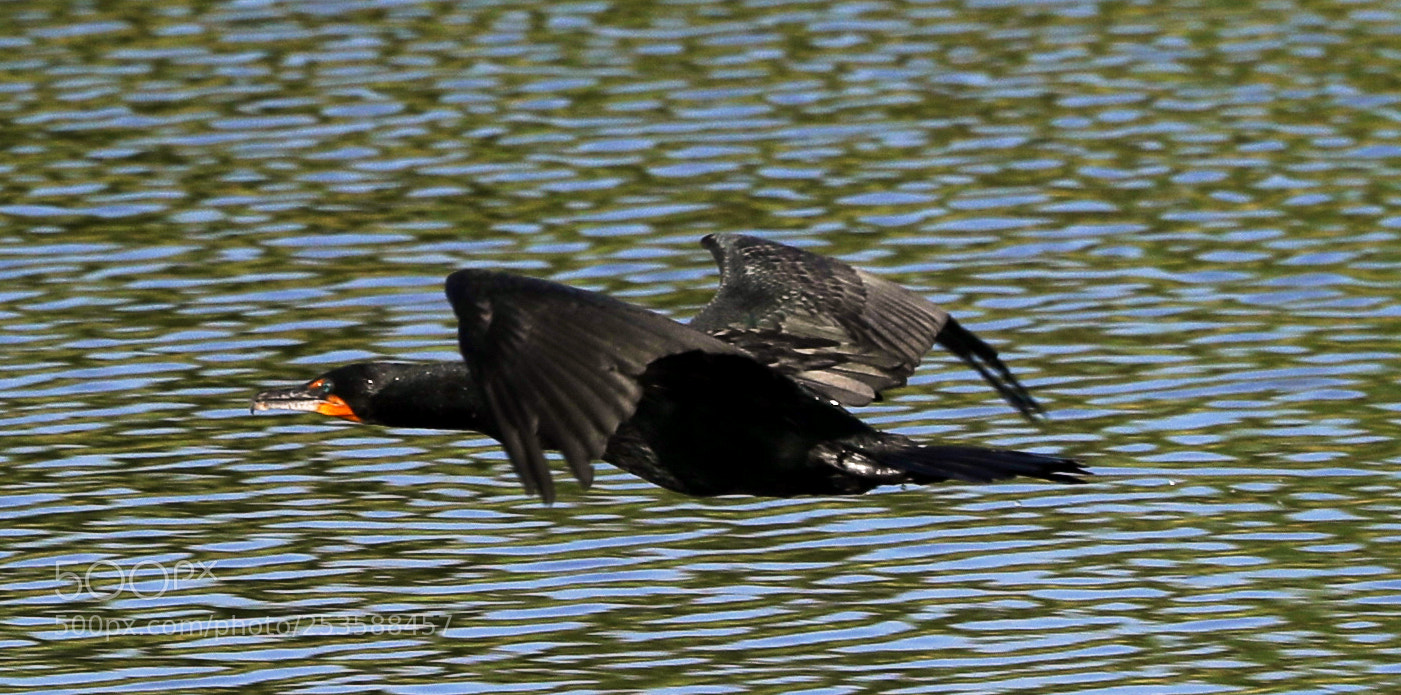 Canon EOS-1D X Mark II sample photo. 04-14-18-0012408.jpg photography