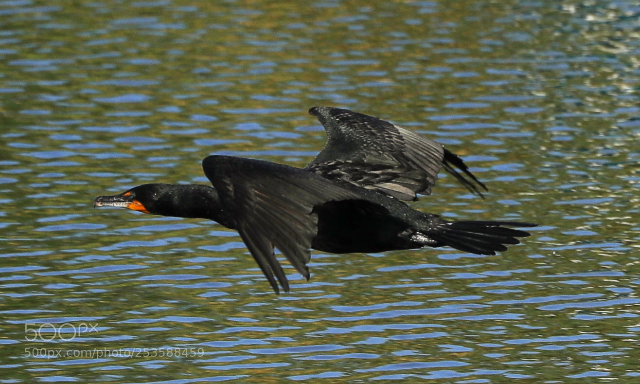 Canon EOS-1D X Mark II sample photo. 04-14-18-0012410.jpg photography