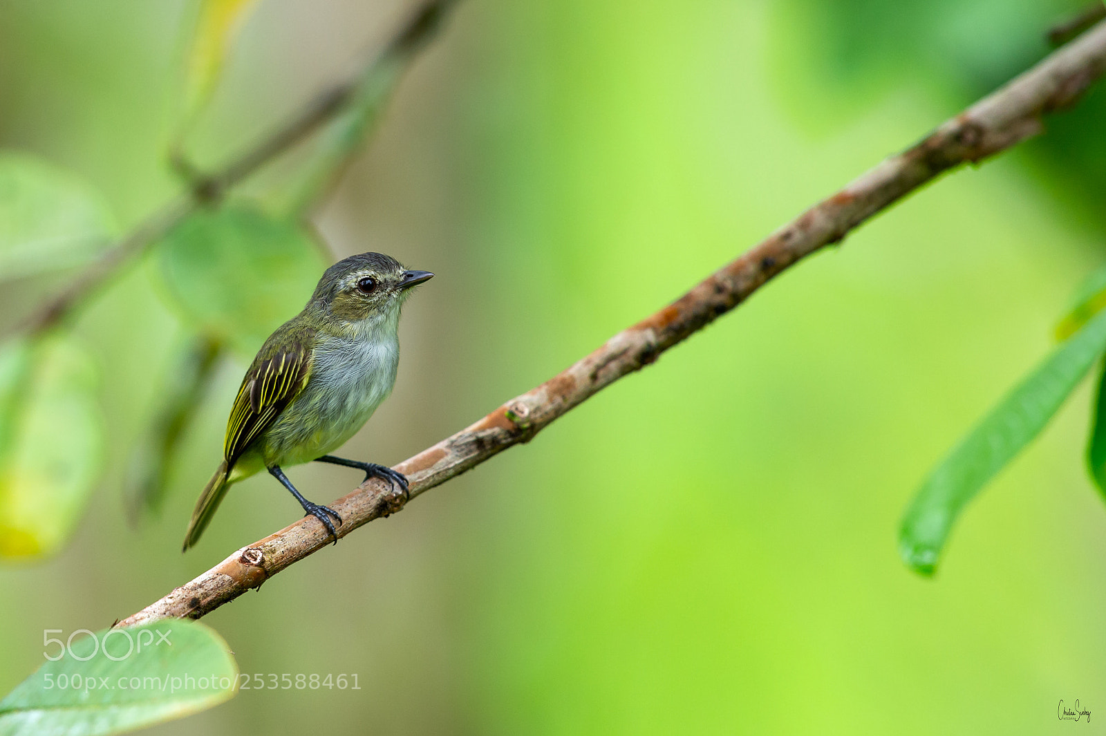 Nikon D4 sample photo. Paltry tyrannulet photography