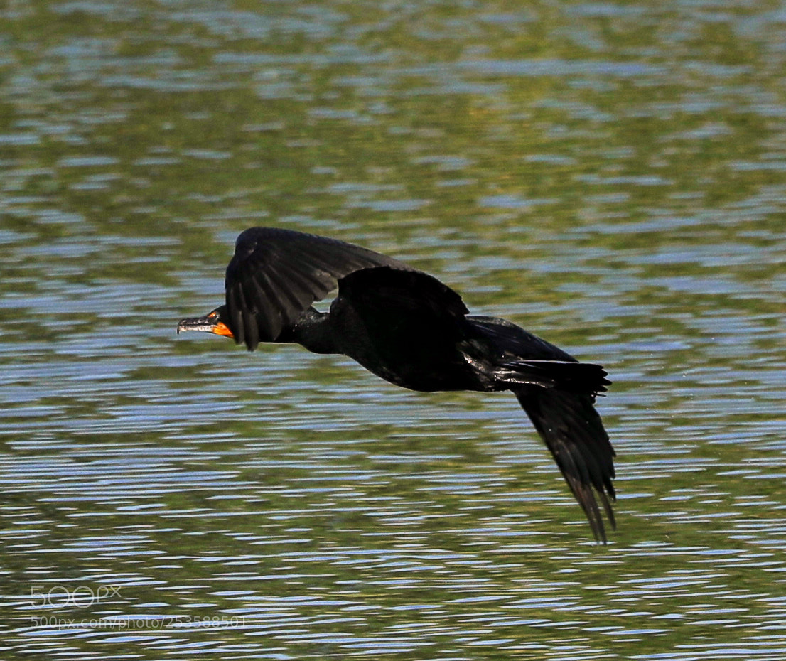 Canon EOS-1D X Mark II sample photo. 04-14-18-0012404.jpg photography