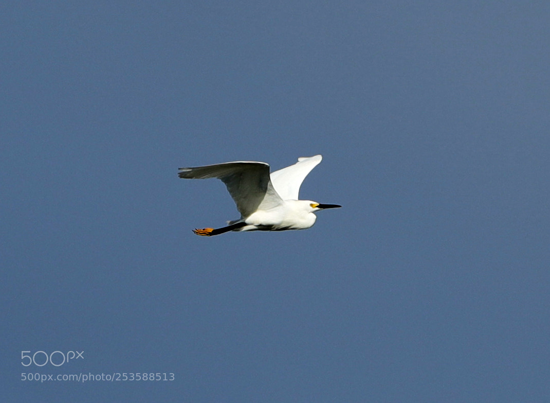 Canon EOS-1D X Mark II sample photo. 04-14-18-0012401.jpg photography