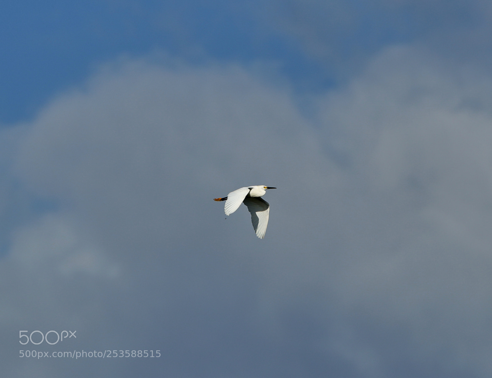 Canon EOS-1D X Mark II sample photo. 04-14-18-0012400.jpg photography