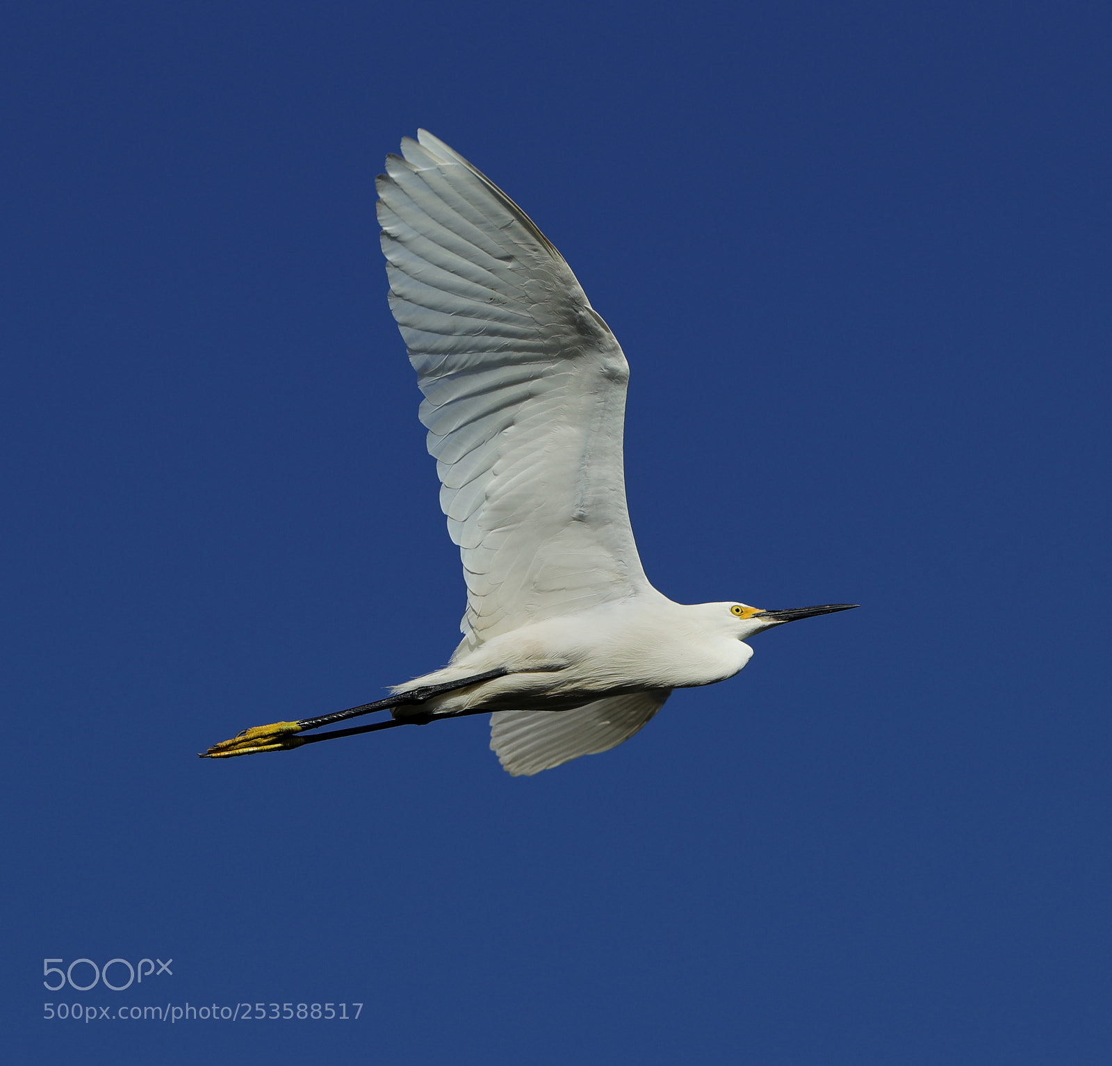 Canon EOS-1D X Mark II sample photo. 04-14-18-0012398.jpg photography