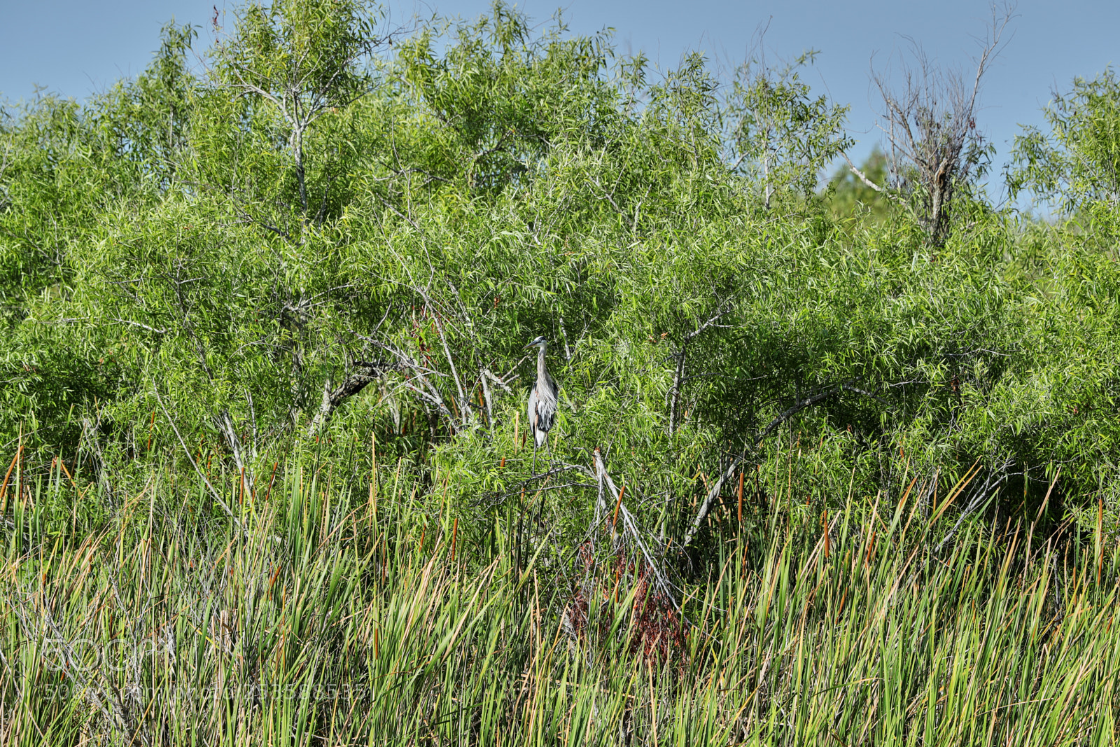 Canon EOS-1D X Mark II sample photo. 04-14-18-0012391.jpg photography