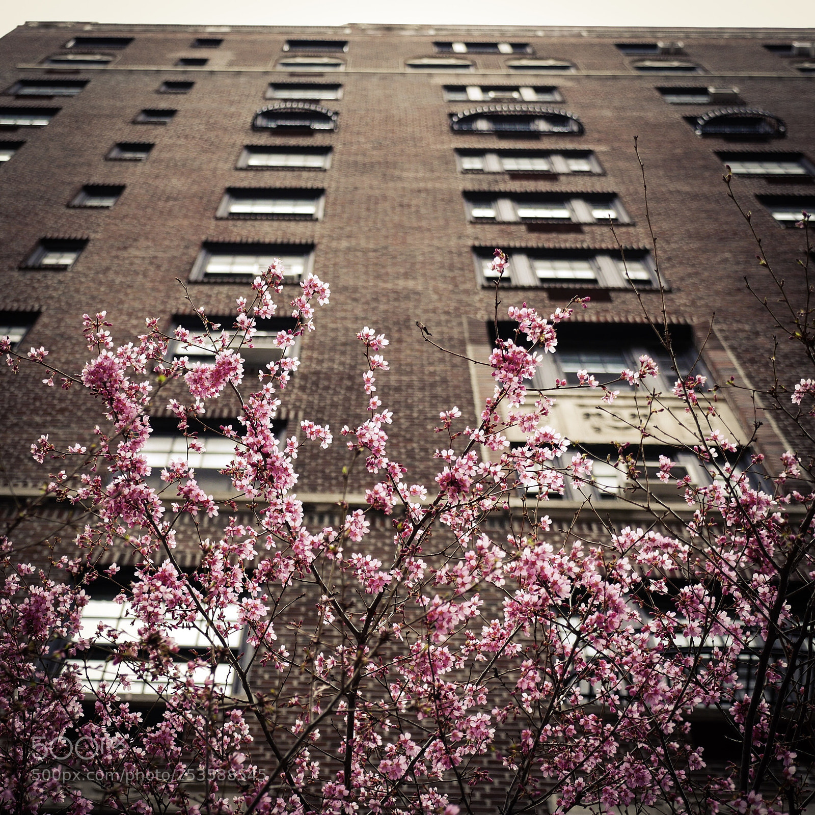 Panasonic Lumix DMC-GX85 (Lumix DMC-GX80 / Lumix DMC-GX7 Mark II) sample photo. Cherry blossom photography