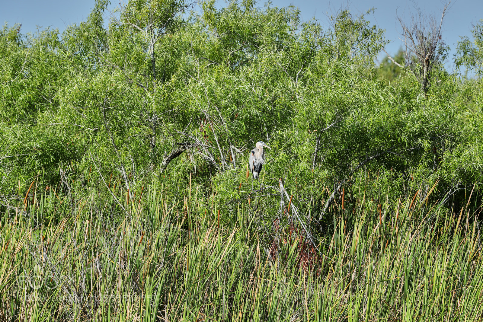 Canon EOS-1D X Mark II sample photo. 04-14-18-0012382.jpg photography