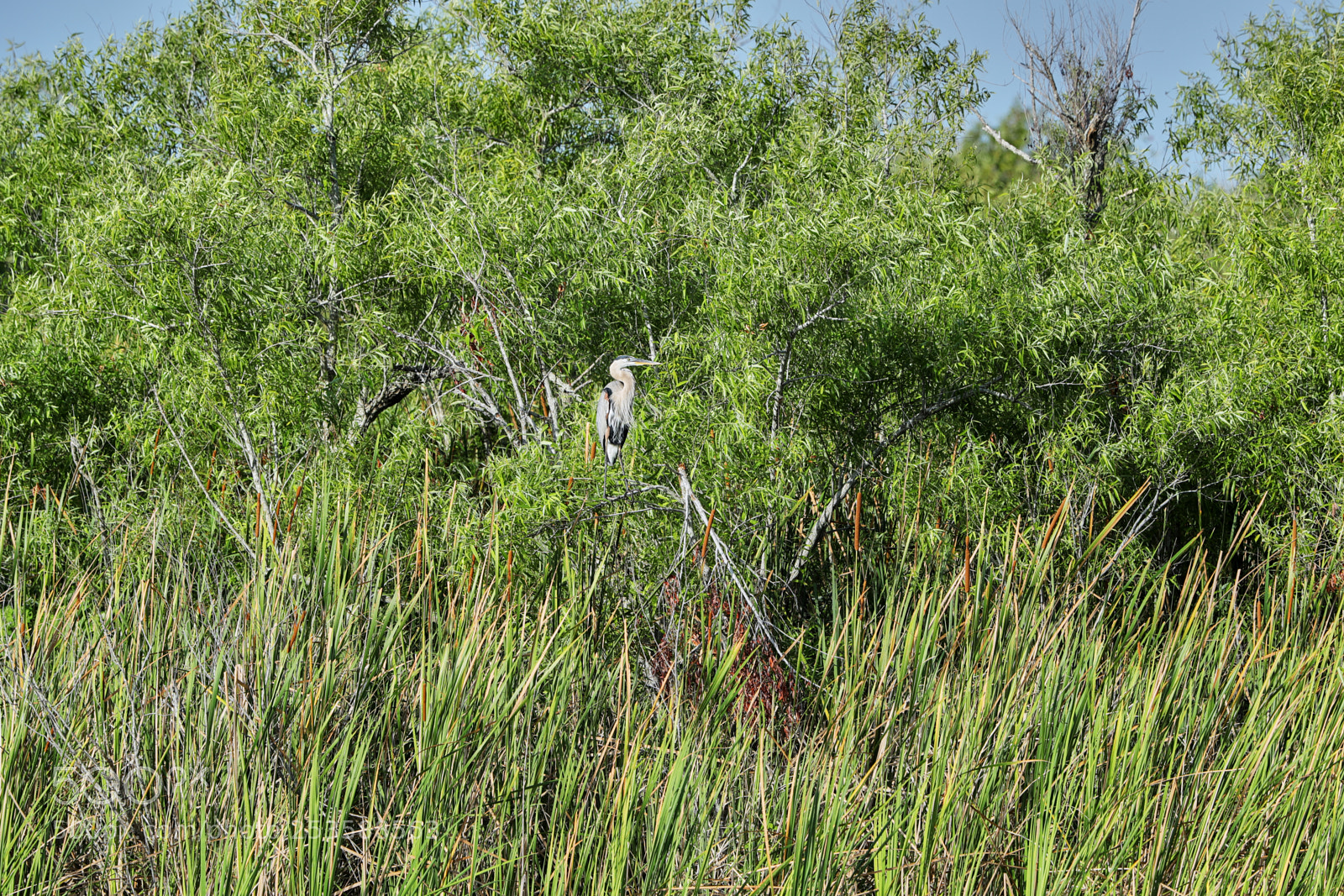 Canon EOS-1D X Mark II sample photo. 04-14-18-0012380.jpg photography