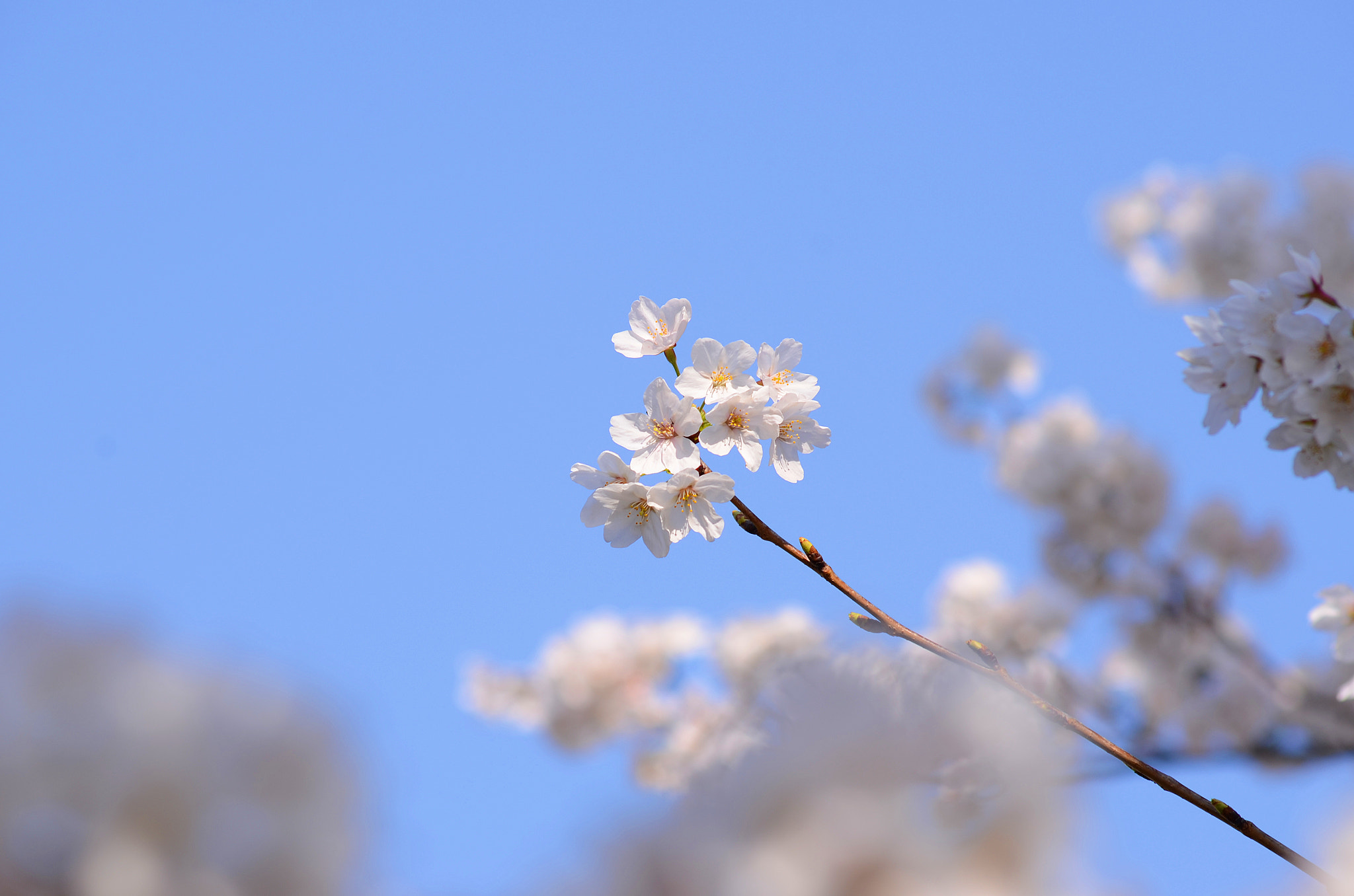 Nikon D7000 + Sigma 70-300mm F4-5.6 APO DG Macro sample photo. Simple of sakura on blue sky photography