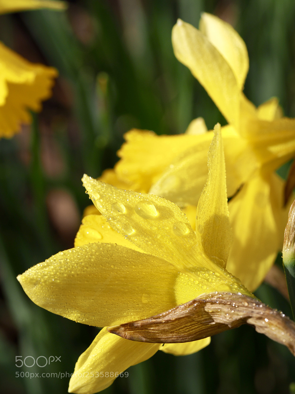 Olympus OM-D E-M10 II sample photo. Waterdrops photography