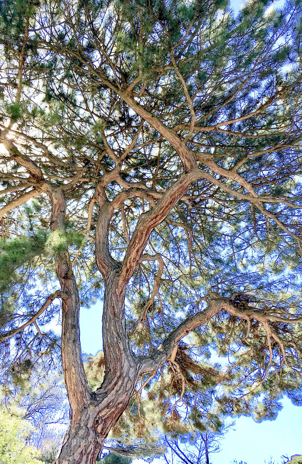 Apple iPhone SE sample photo. Tree photography