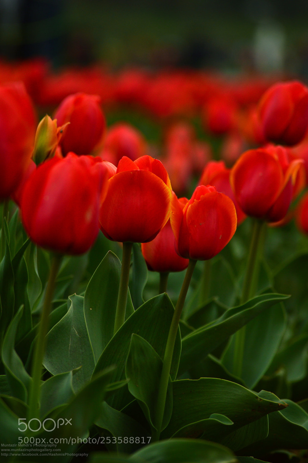 Nikon D3200 sample photo. Tulips photography