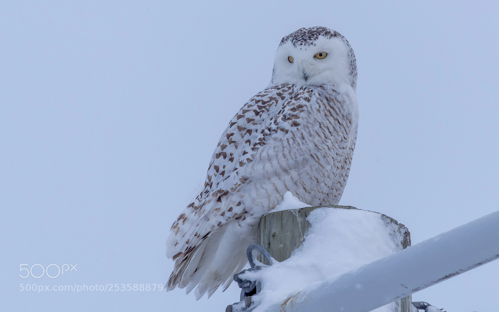 Nikon D7200 sample photo. Snowy owl on a photography