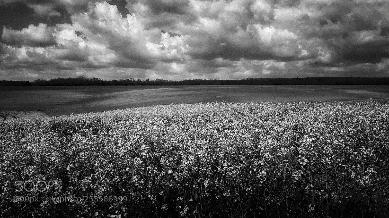 Samsung Galaxy Alpha sample photo. Rapefield photography