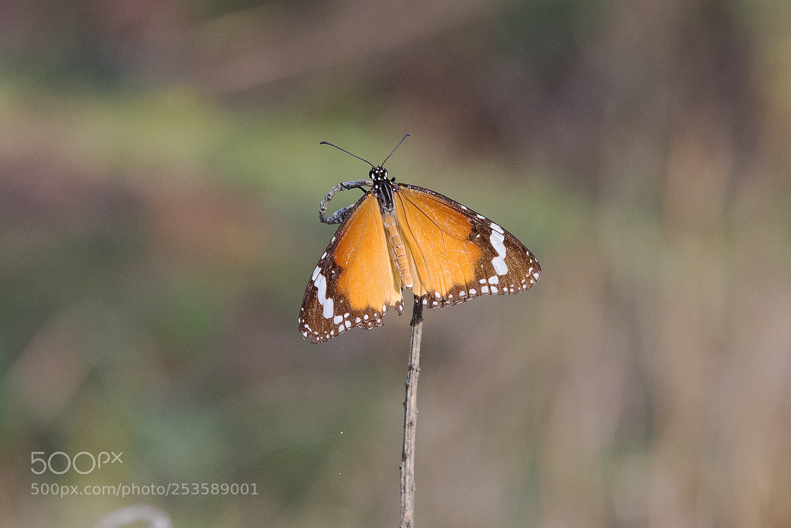 Nikon D610 sample photo. Beautiful butterfly photography
