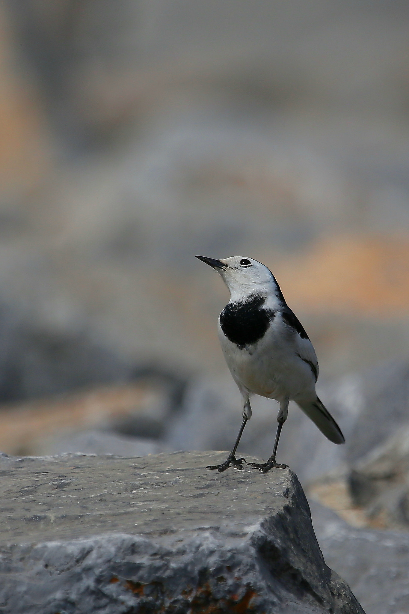 Canon EF 100-400mm F4.5-5.6L IS USM sample photo. 高傲 photography