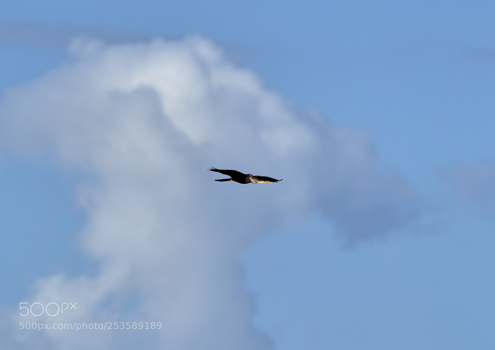 Canon EOS-1D X Mark II sample photo. 04-14-18-0012378.jpg photography