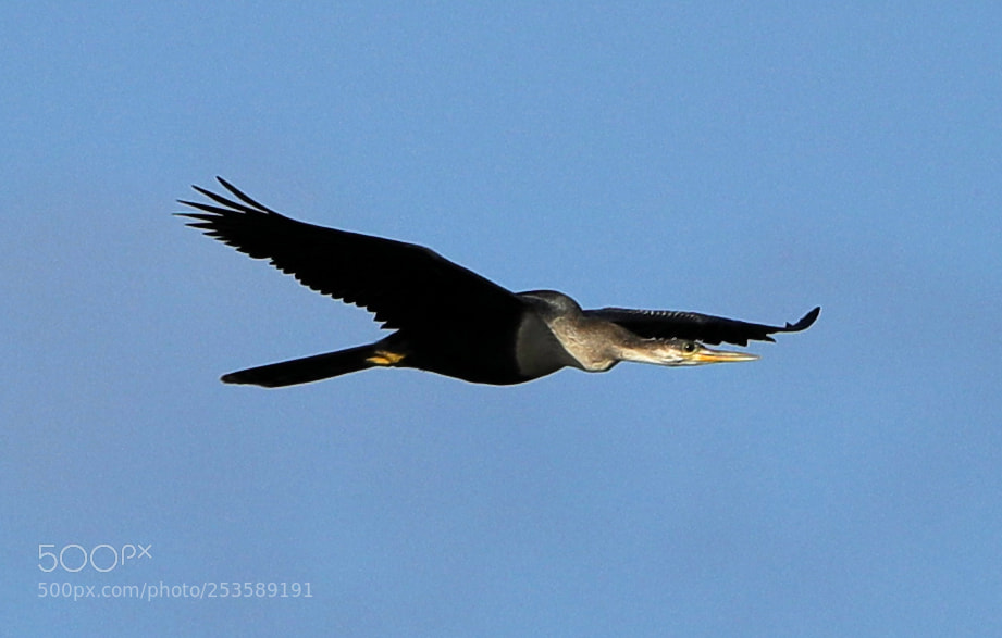 Canon EOS-1D X Mark II sample photo. 04-14-18-0012377.jpg photography