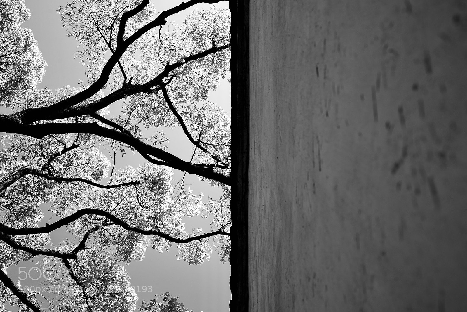 Nikon D610 sample photo. 正言若反 photography