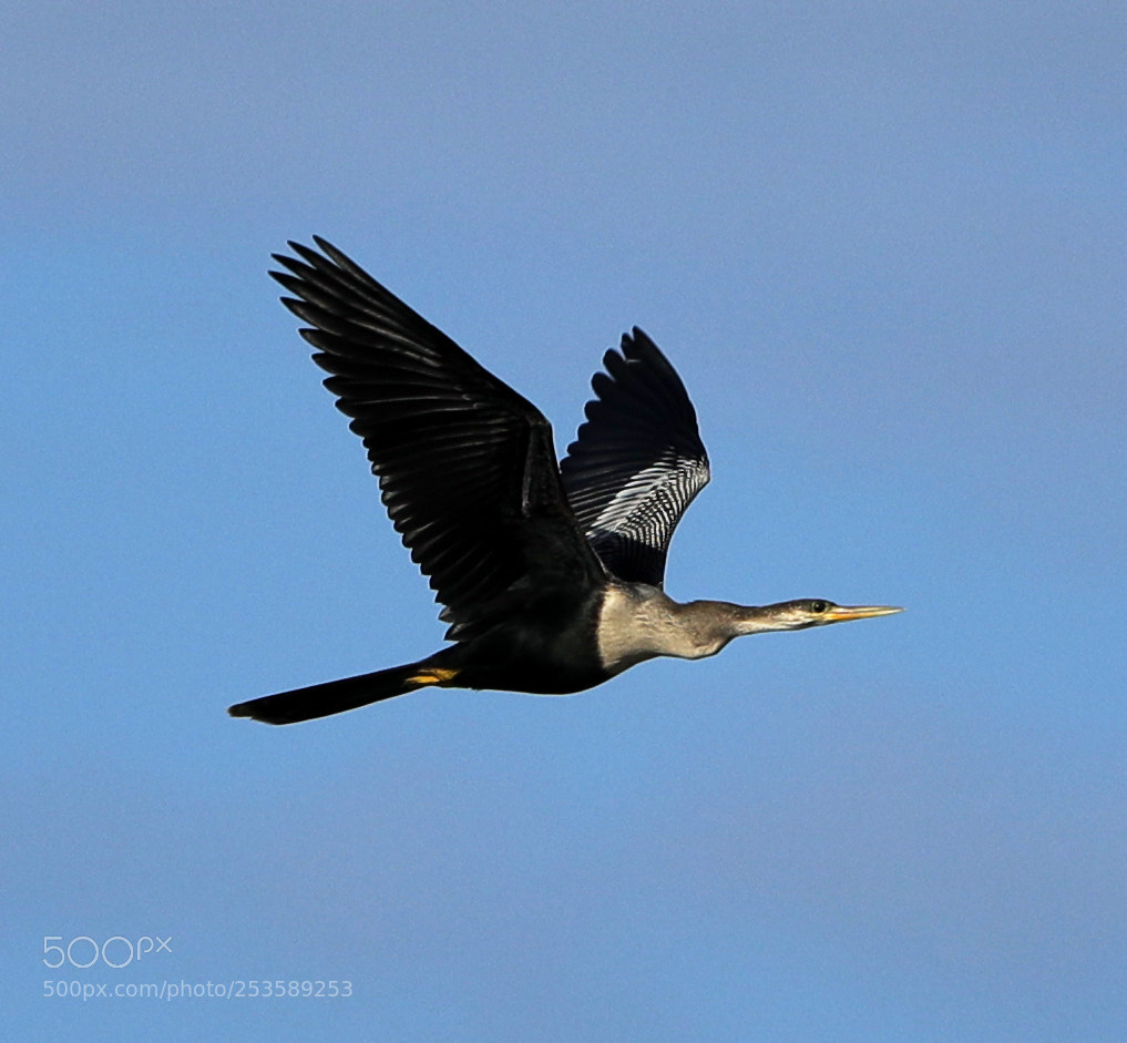 Canon EOS-1D X Mark II sample photo. 04-14-18-0012376.jpg photography