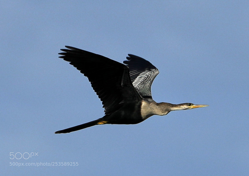 Canon EOS-1D X Mark II sample photo. 04-14-18-0012375.jpg photography