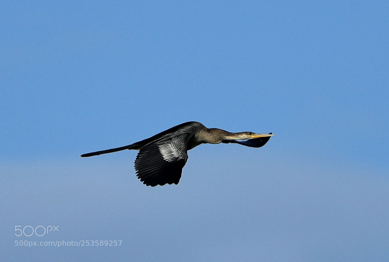 Canon EOS-1D X Mark II sample photo. 04-14-18-0012374.jpg photography