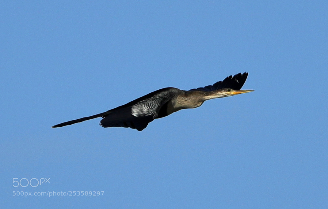 Canon EOS-1D X Mark II sample photo. 04-14-18-0012373.jpg photography