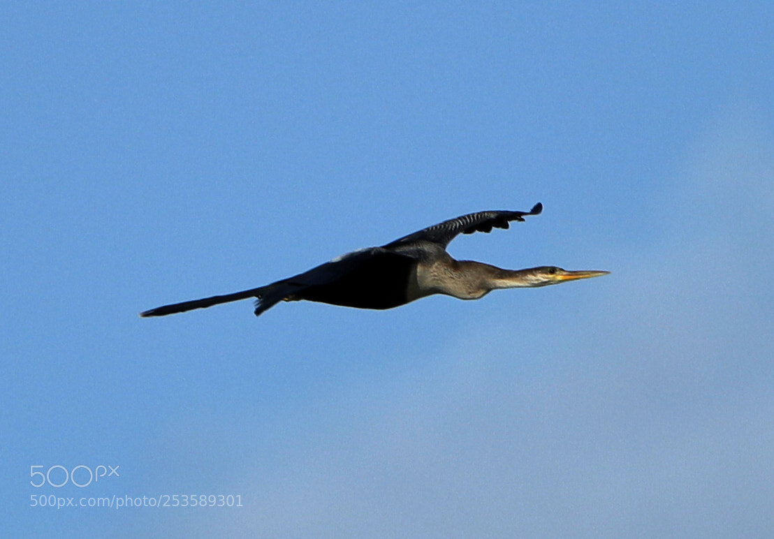 Canon EOS-1D X Mark II sample photo. 04-14-18-0012372.jpg photography