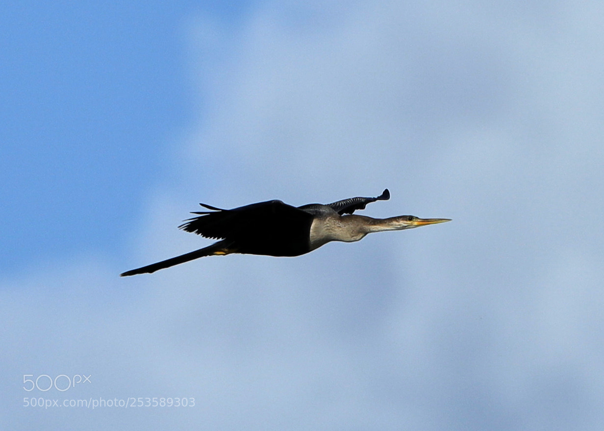 Canon EOS-1D X Mark II sample photo. 04-14-18-0012371.jpg photography