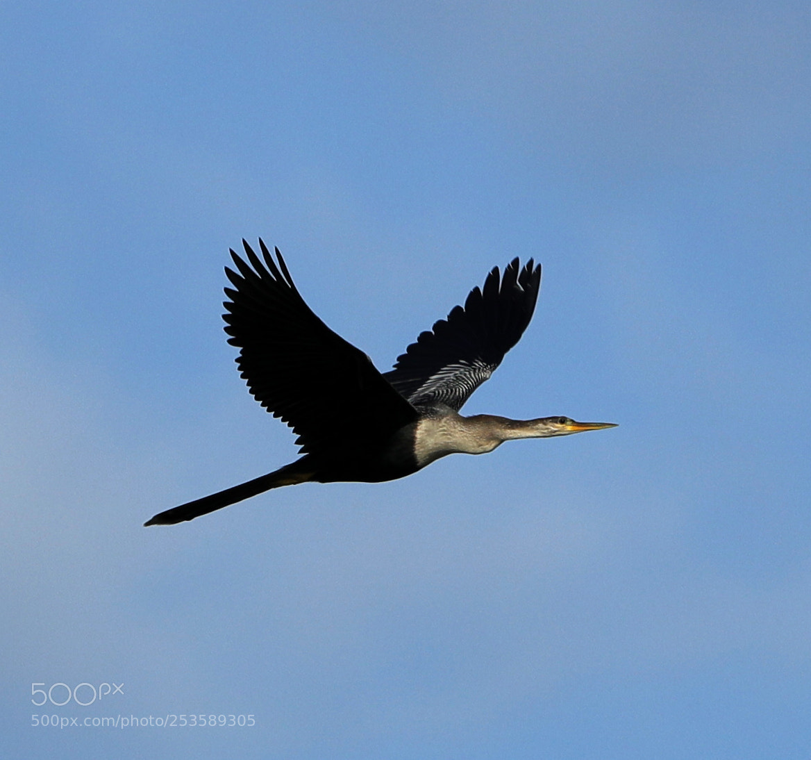 Canon EOS-1D X Mark II sample photo. 04-14-18-0012370.jpg photography