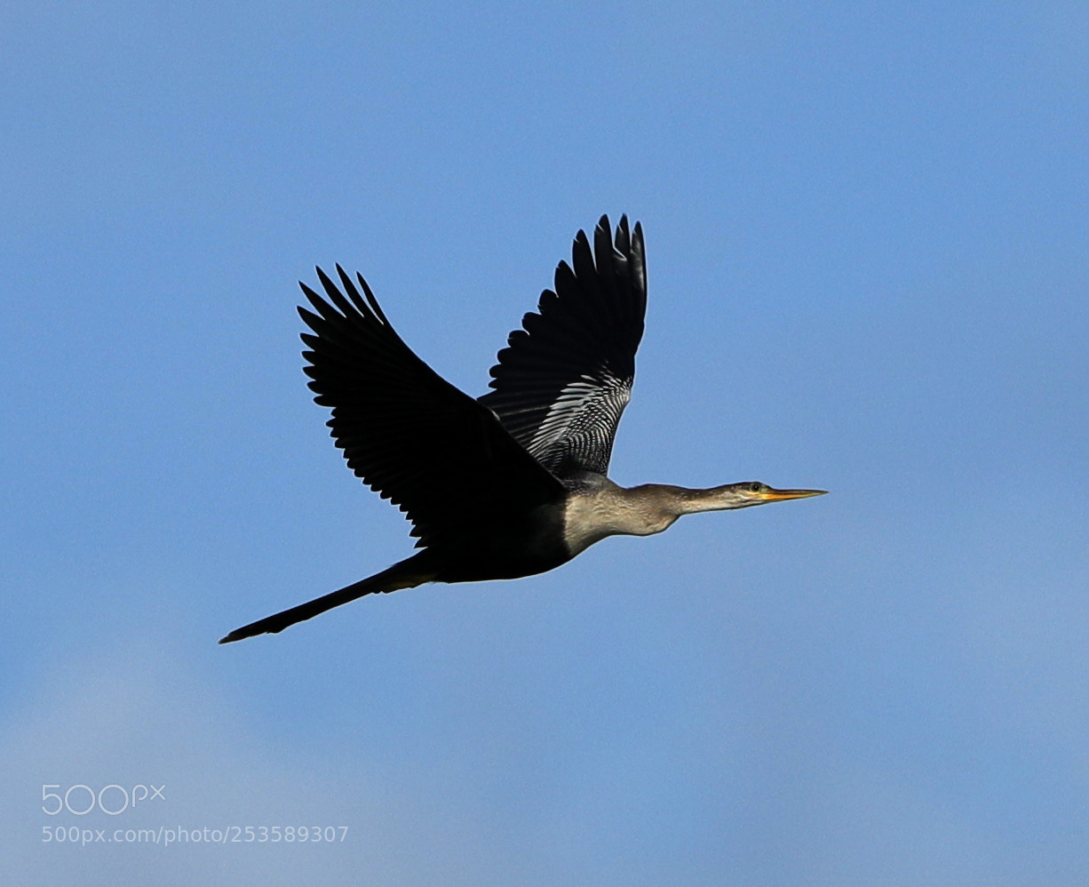 Canon EOS-1D X Mark II sample photo. 04-14-18-0012369.jpg photography