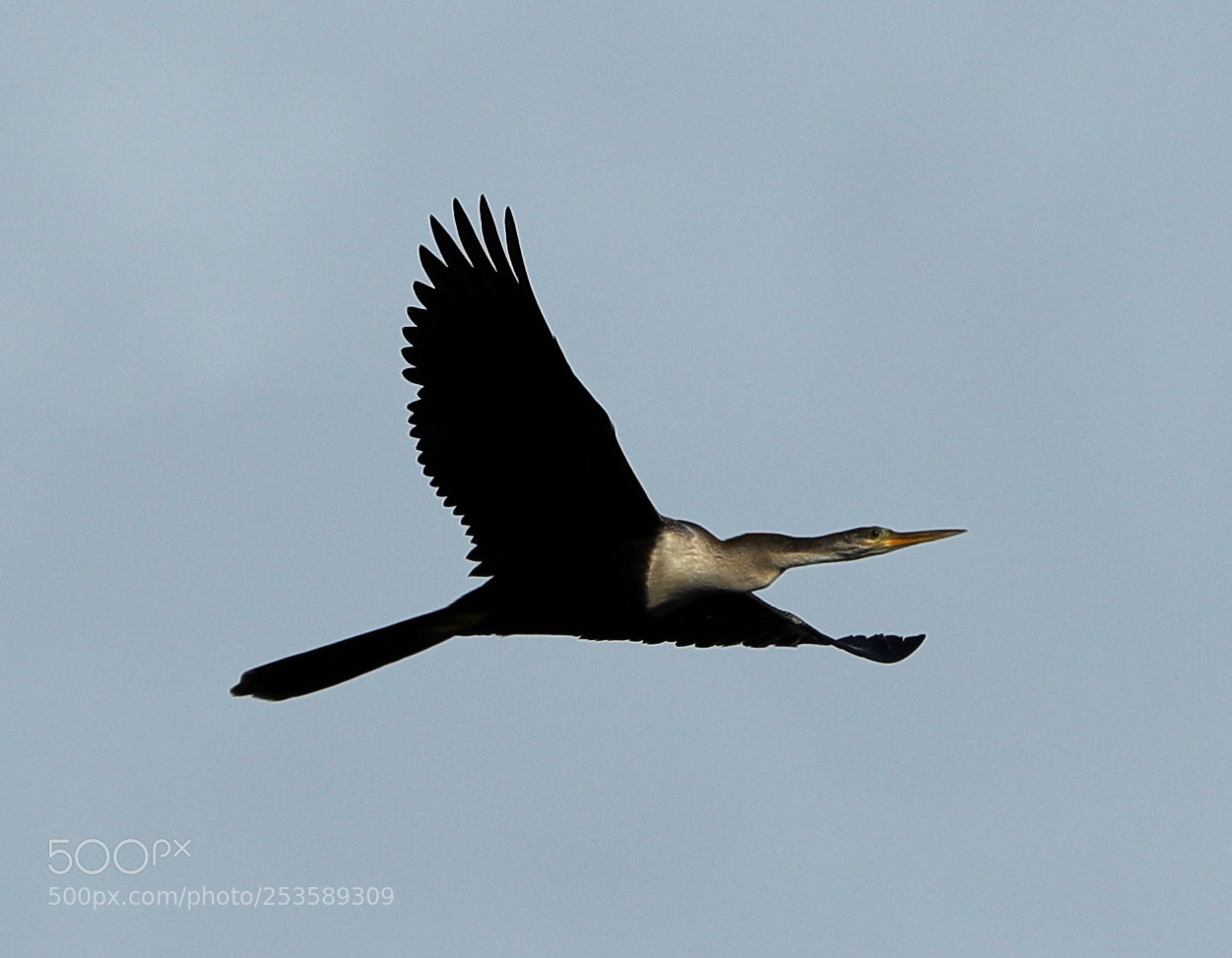 Canon EOS-1D X Mark II sample photo. 04-14-18-0012368.jpg photography