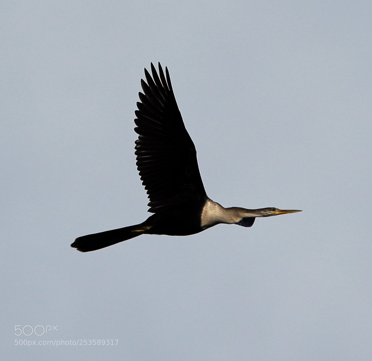 Canon EOS-1D X Mark II sample photo. 04-14-18-0012367.jpg photography