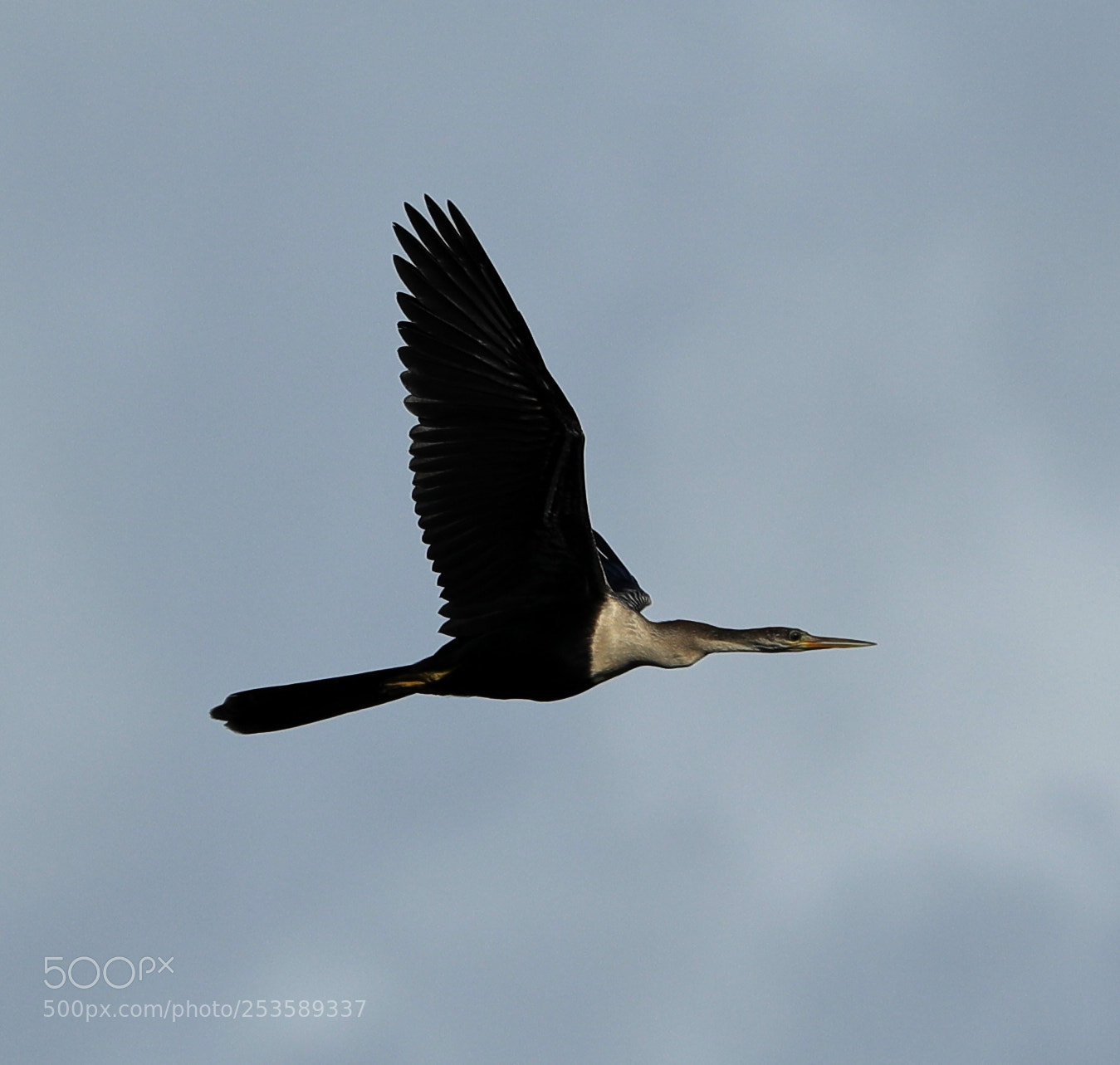 Canon EOS-1D X Mark II sample photo. 04-14-18-0012366.jpg photography