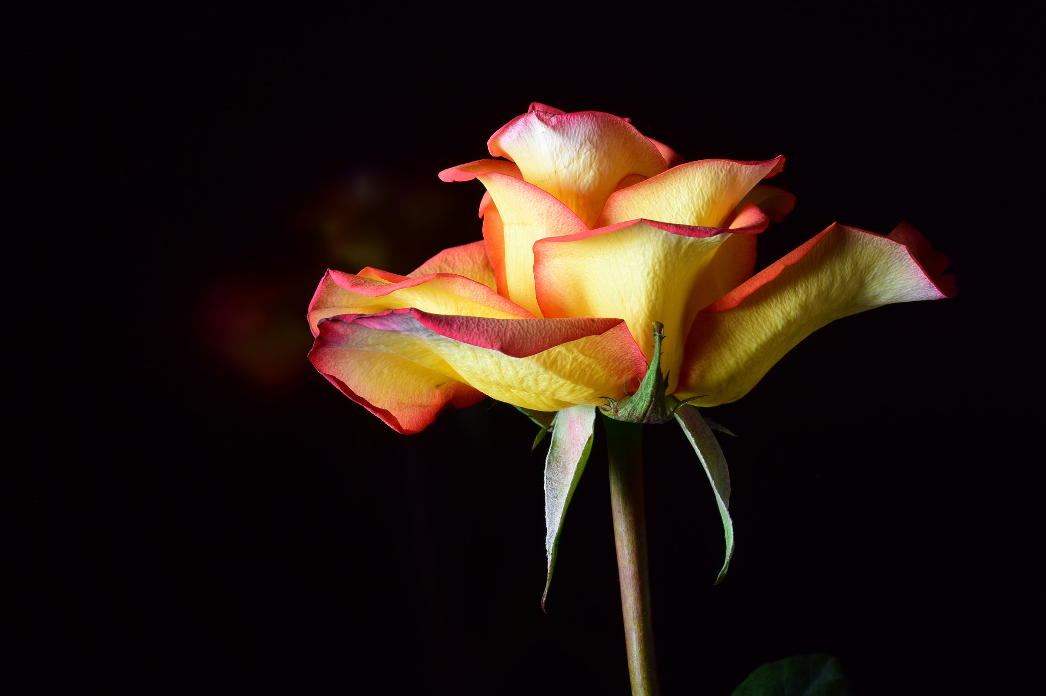Nikon AF-S DX Micro-Nikkor 85mm F3.5G ED VR sample photo. Rose details photography