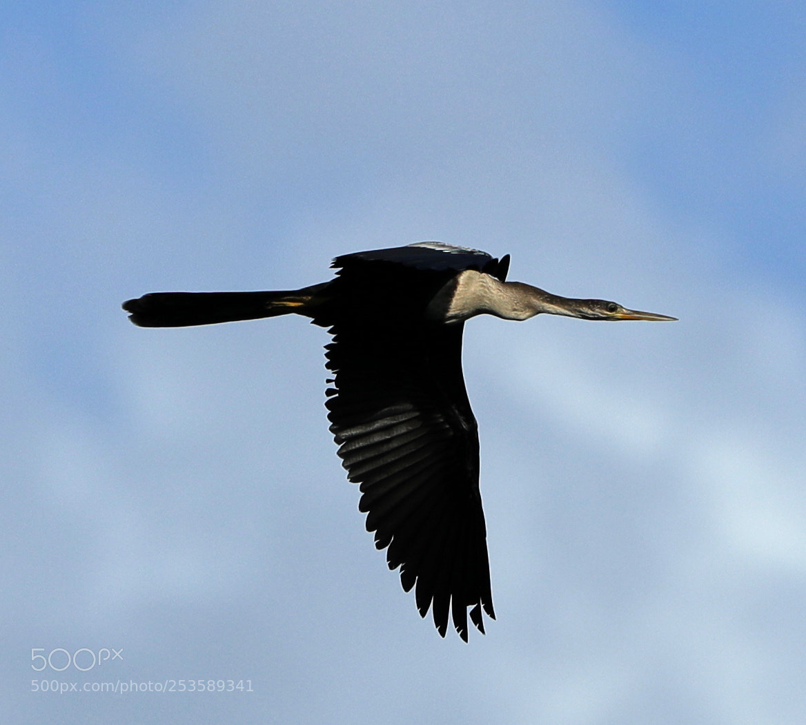 Canon EOS-1D X Mark II sample photo. 04-14-18-0012365.jpg photography