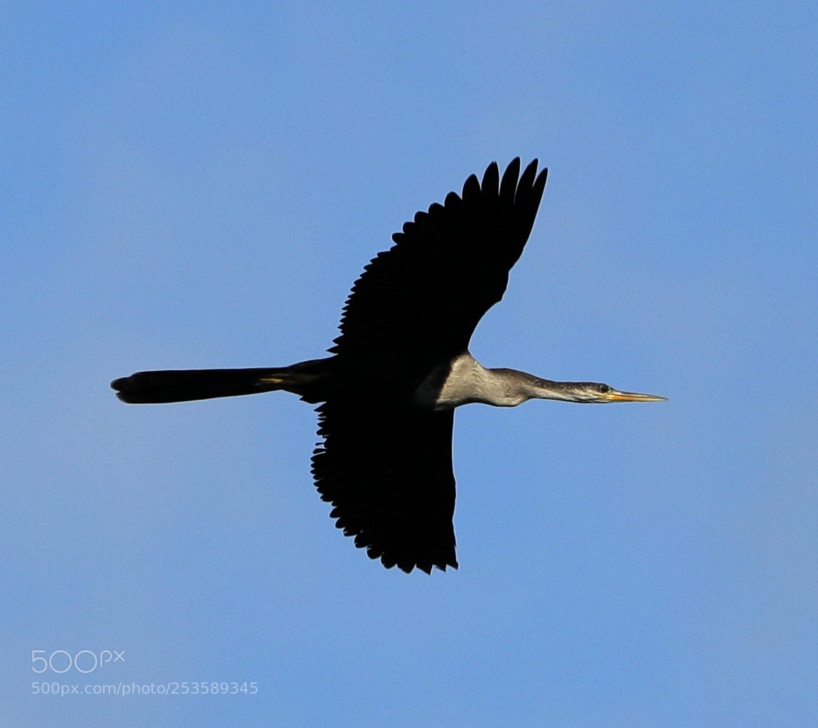 Canon EOS-1D X Mark II sample photo. 04-14-18-0012364.jpg photography