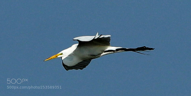 Canon EOS-1D X Mark II sample photo. 04-14-18-0012363.jpg photography
