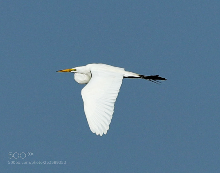 Canon EOS-1D X Mark II sample photo. 04-14-18-0012361.jpg photography