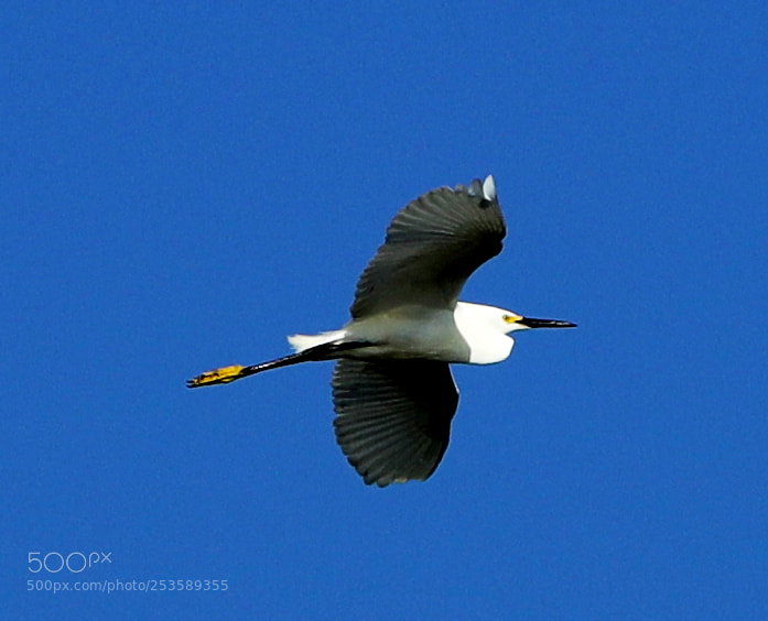Canon EOS-1D X Mark II sample photo. 04-14-18-0012357.jpg photography
