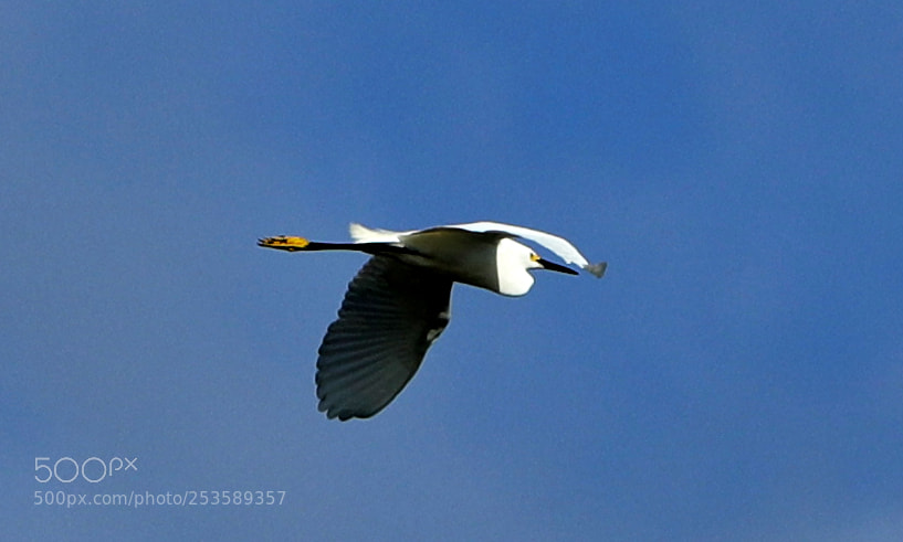 Canon EOS-1D X Mark II sample photo. 04-14-18-0012356.jpg photography