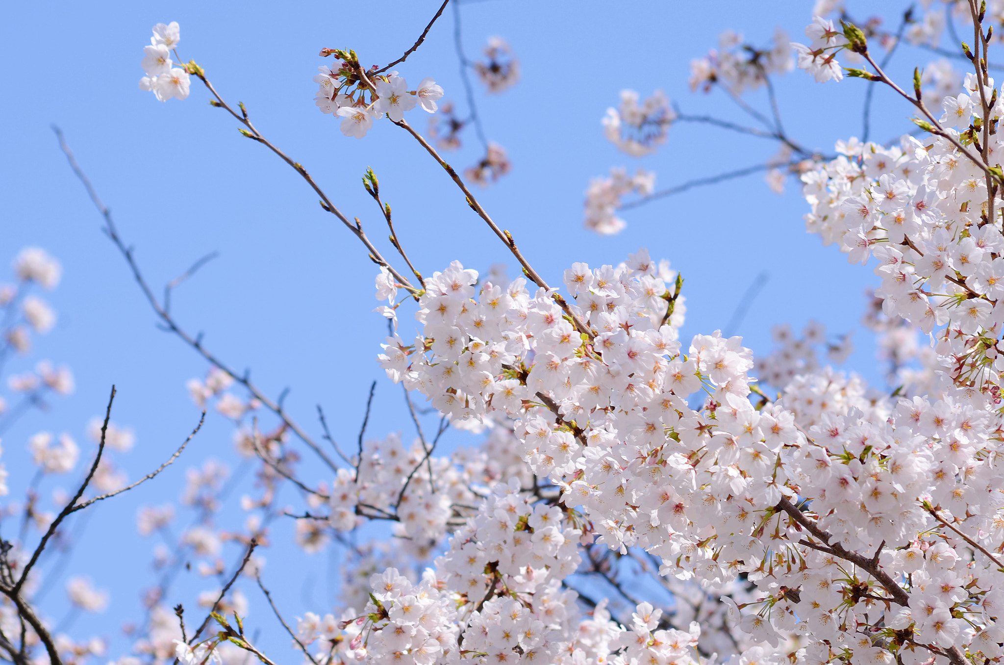 Nikon D7000 + Sigma 70-300mm F4-5.6 APO DG Macro sample photo. Simple of sakura on blue sky photography