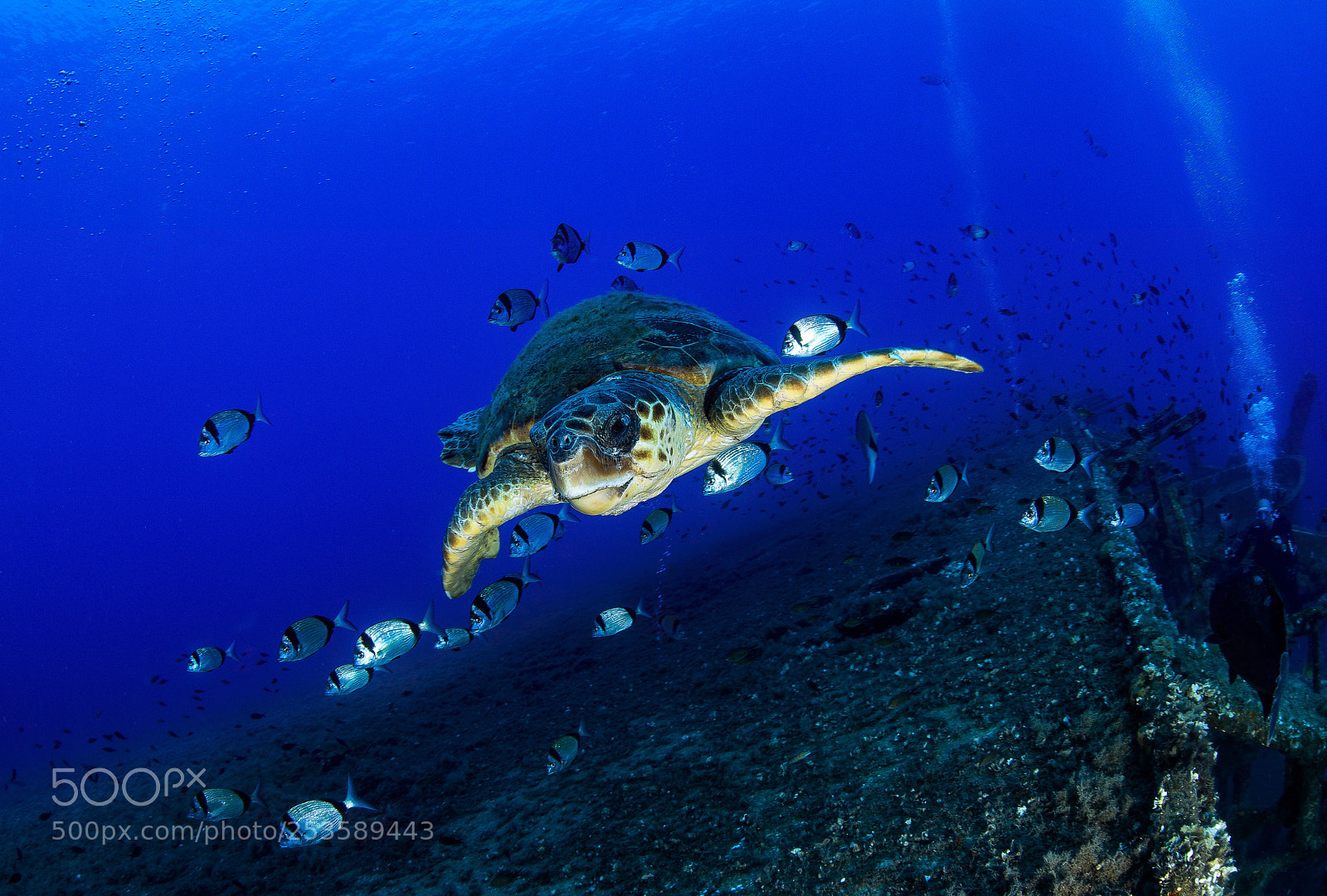Nikon D800E sample photo. The careta careta photography