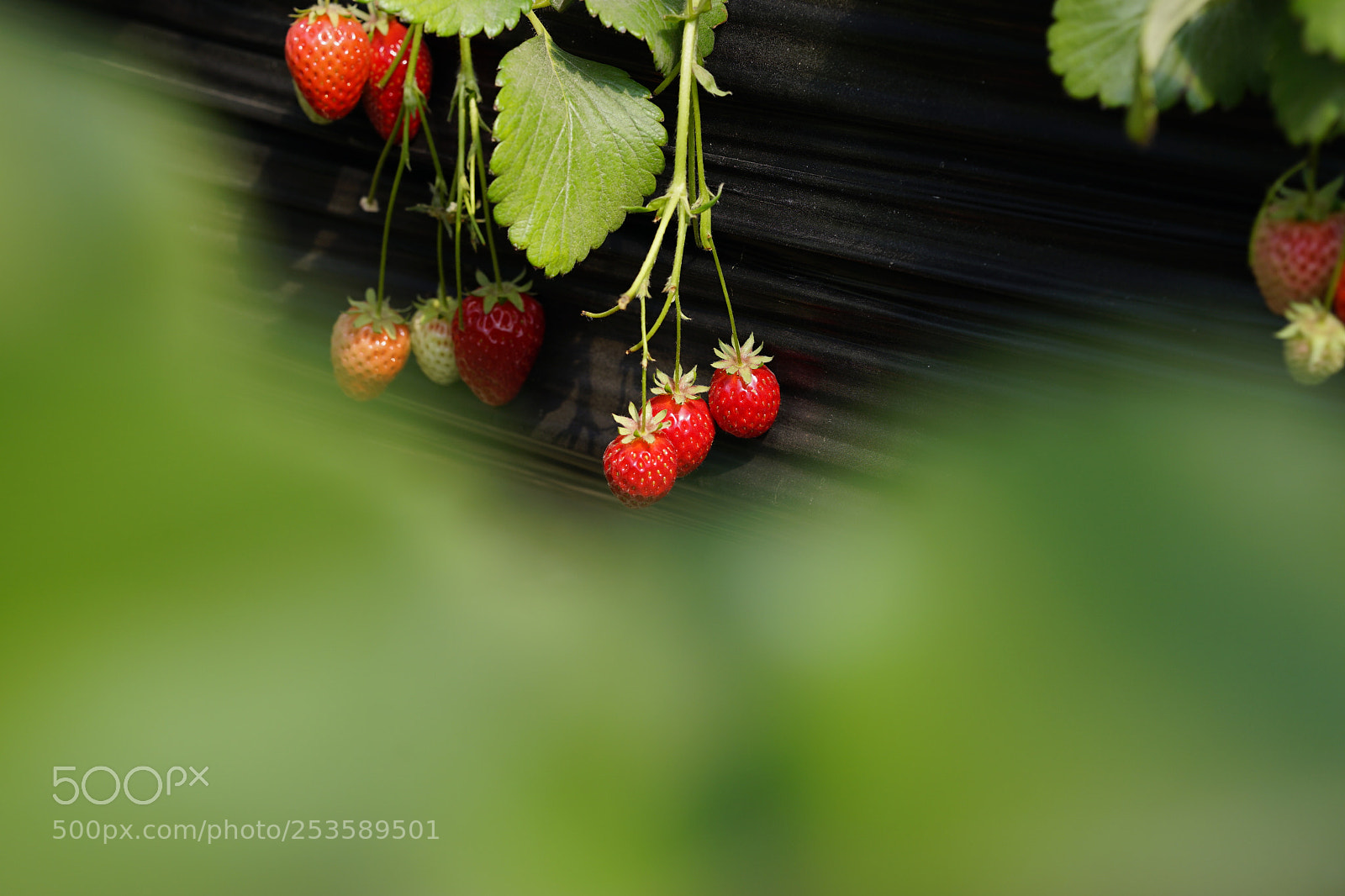 Sony a7 II sample photo. 魅惑红 photography