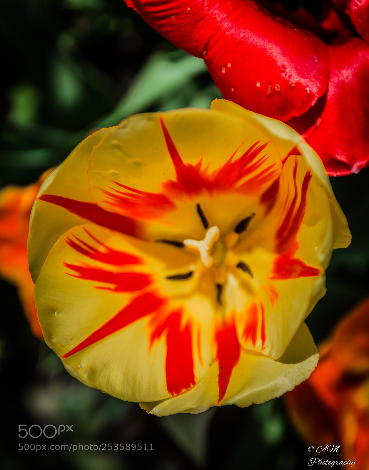 Nikon D5100 sample photo. Tulpe (la courtine) photography