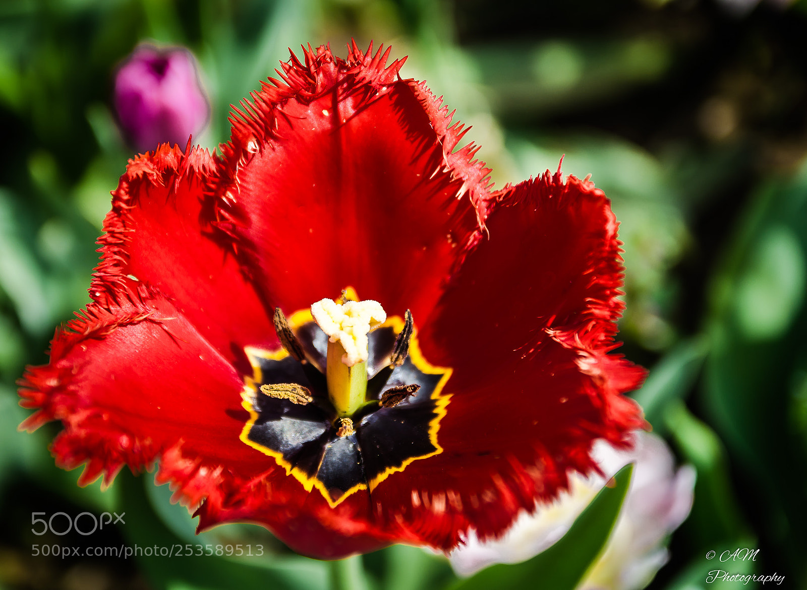 Nikon D5100 sample photo. Tulpe (crystal beauty) photography